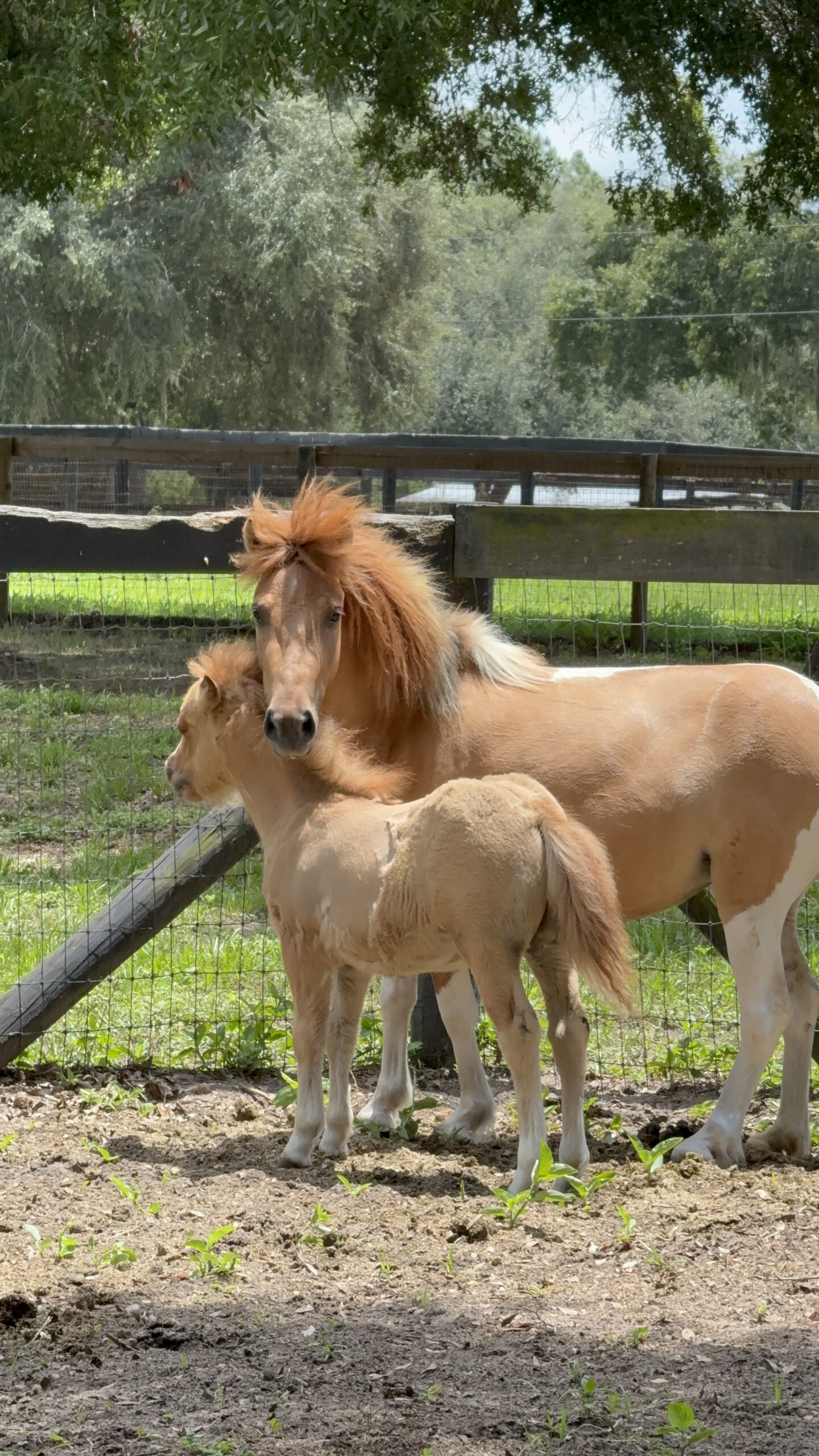 Two horses in a pasture at Heavenly Horses