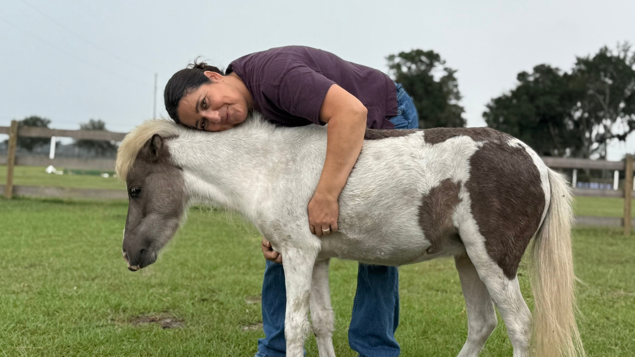A volunteer hugging a miniature horse in a green pasture