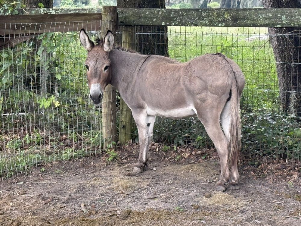 Snickers, a gray donkey standing beside a wooden fence