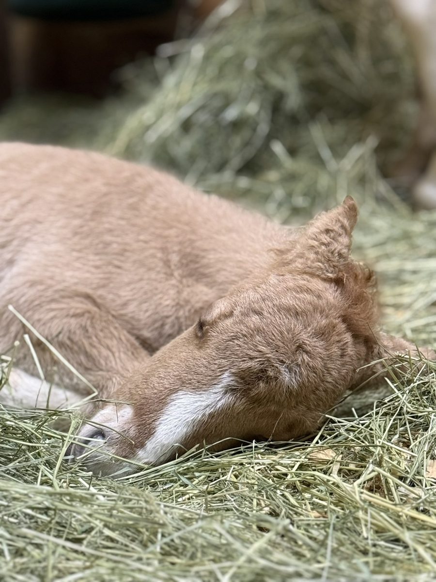 Waffles, a young foal resting in soft hay